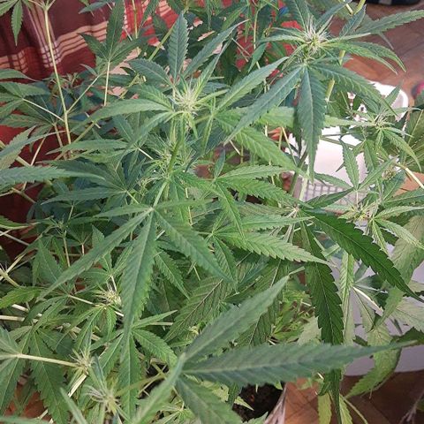 Genética desconocida growlog timeline photo