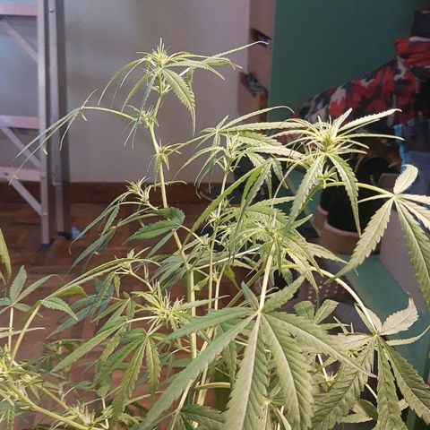 Genética desconocida growlog timeline photo