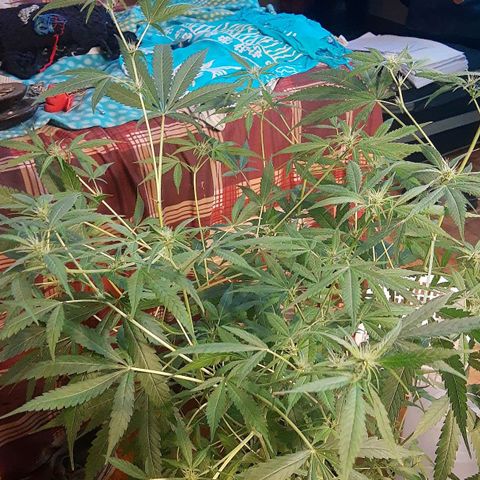 Genética desconocida growlog timeline photo