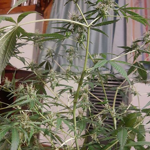Genética desconocida growlog timeline photo