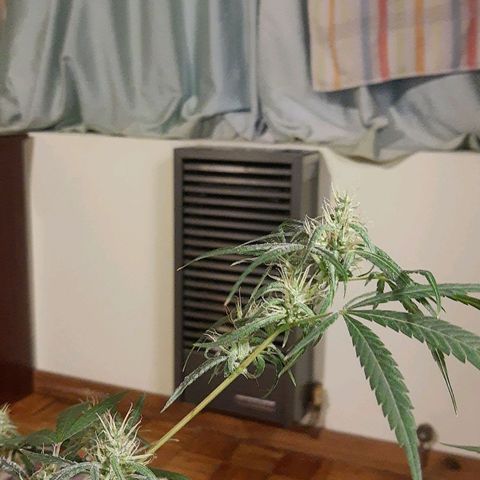 Genética desconocida growlog timeline photo