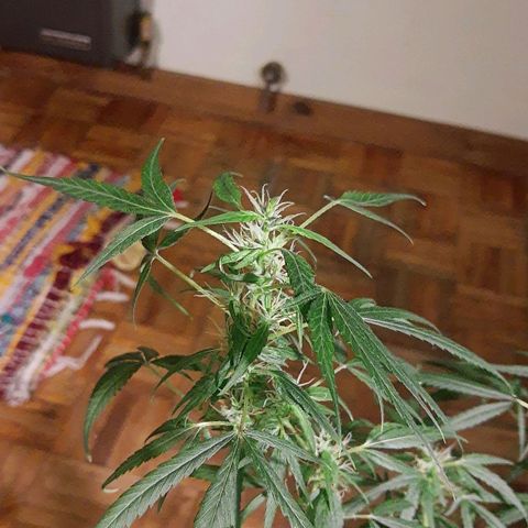 Genética desconocida growlog timeline photo