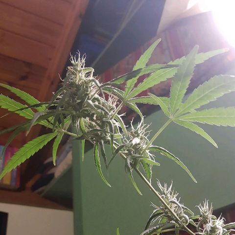 Genética desconocida growlog timeline photo