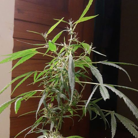 Genética desconocida growlog timeline photo