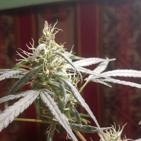Genética desconocida growlog timeline photo