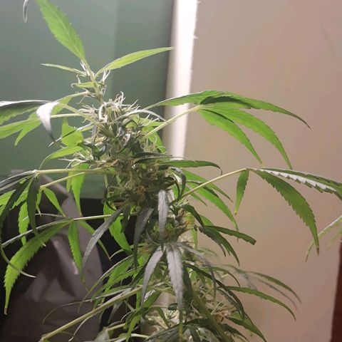 Genética desconocida growlog timeline photo