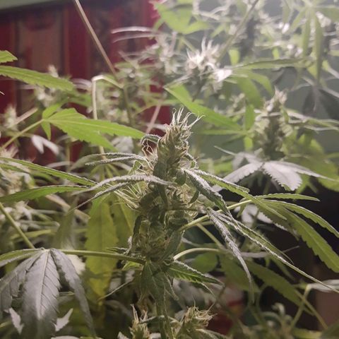Genética desconocida growlog timeline photo