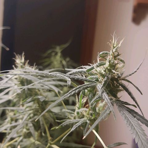Genética desconocida growlog timeline photo
