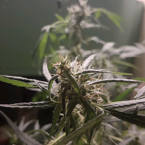 Genética desconocida growlog timeline photo
