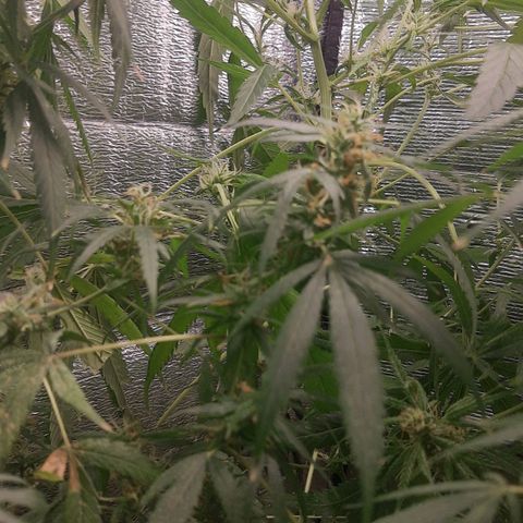 Genética desconocida growlog timeline photo