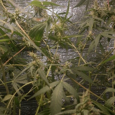 Genética desconocida growlog timeline photo
