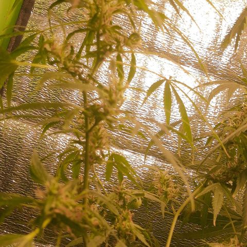 Genética desconocida growlog timeline photo
