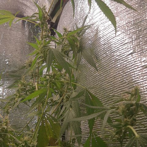 Genética desconocida growlog timeline photo
