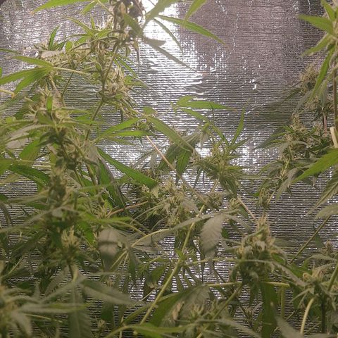 Genética desconocida growlog timeline photo