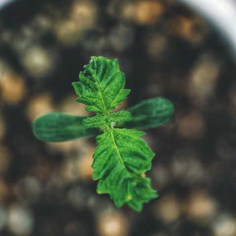 Sugar Cane growlog timeline photo
