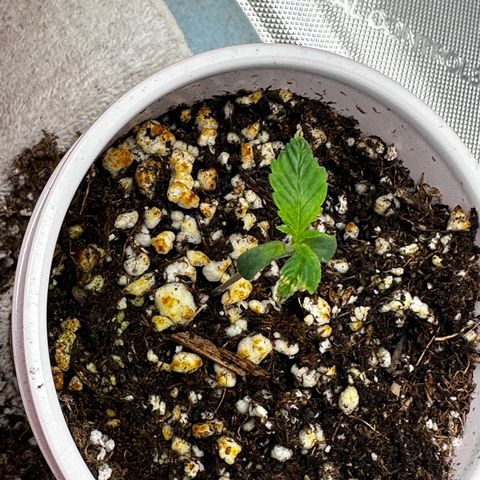 Animal mints growlog timeline photo
