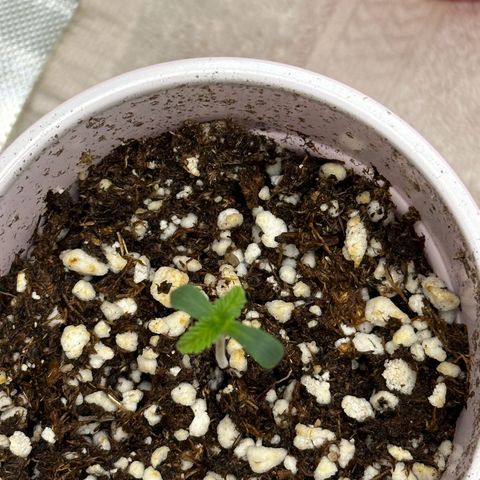 Animal mints growlog timeline photo