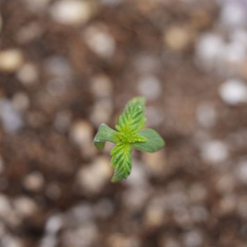 Animal mints growlog timeline photo