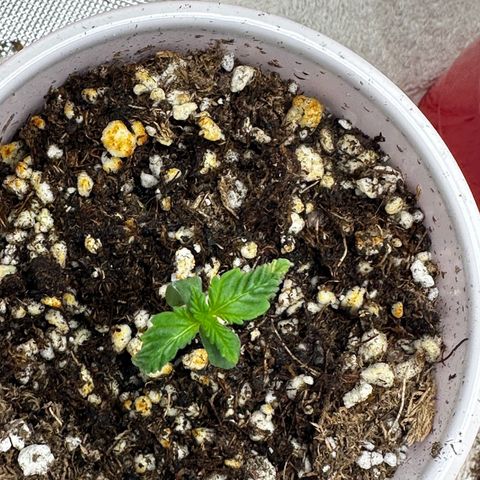 Animal mints growlog timeline photo