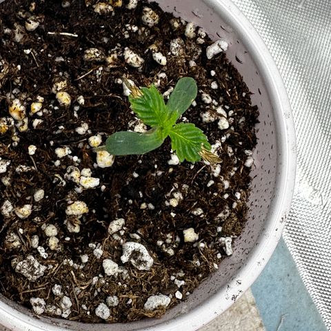Animal mints growlog timeline photo