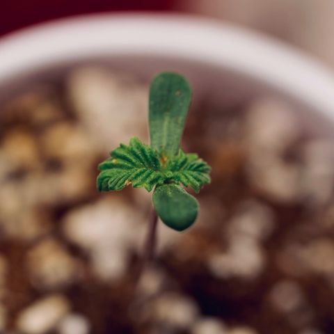 Animal mints growlog timeline photo