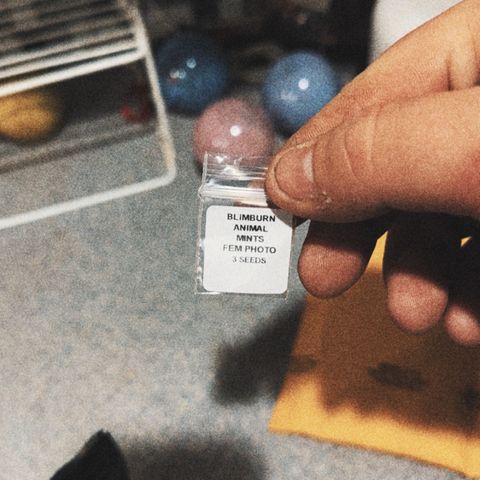 Animal mints growlog timeline photo