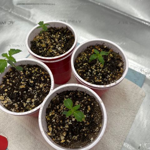 Animal mints growlog timeline photo