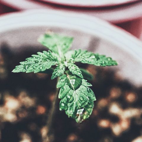 Sugar Cane growlog timeline photo