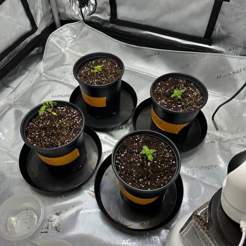 Animal mints growlog timeline photo
