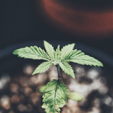 Sugar Cane growlog photo: She’s recovering from transplant well. Leaves are praying and enjoying the new soil. I’m not too worried about the first leaves and the little bit of damage they got from over watering. I’m sure I’ll be plucking those when it grows anyways. So far all is good