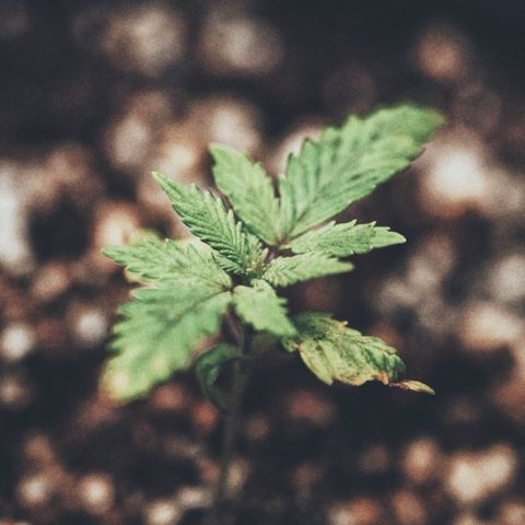 Animal mints growlog photo: She’s recovering from transplant well. Leaves are praying and enjoying the new soil. I’m not too worried about the first leaves and the little bit of damage they got from over watering. I’m sure I’ll be plucking those when it grows anyways. So far all is good