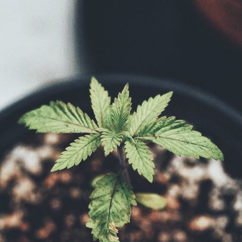 Sugar Cane growlog photo: Leaves are praying. Growth looking good so far
