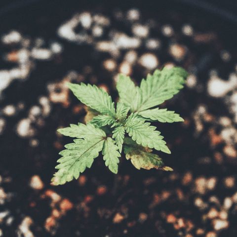 Animal mints growlog photo: Leaves praying, still looking great