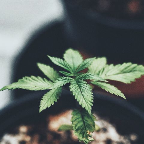 Sugar Cane growlog timeline photo