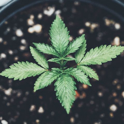 Animal mints growlog photo: Two in the back seem stunted a bit but we will see