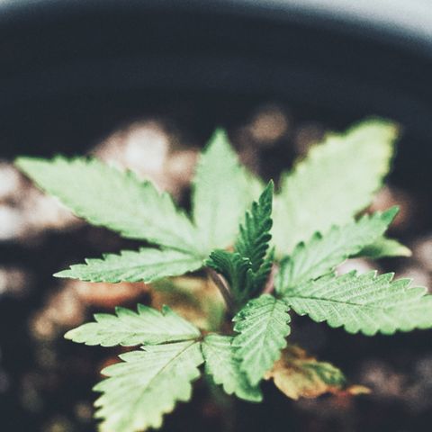 Animal mints growlog photo: Two in the back seem stunted a bit but we will see