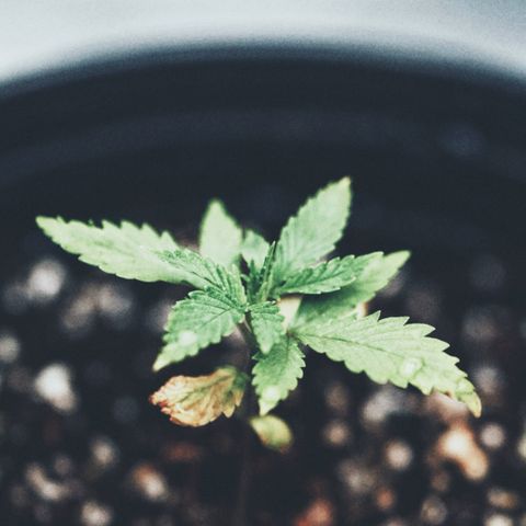 Animal mints growlog photo: Two in the back seem stunted a bit but we will see