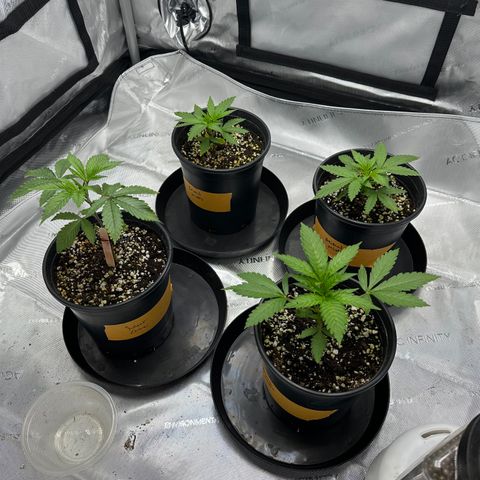Sugar Cane growlog timeline photo