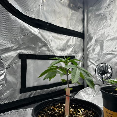 Sugar Cane growlog timeline photo