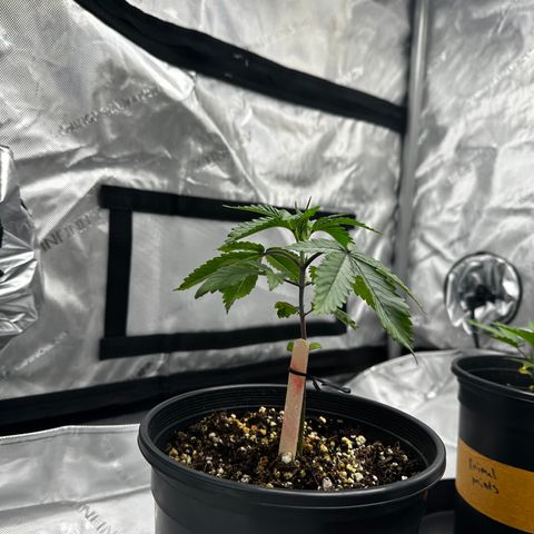 Sugar Cane growlog timeline photo