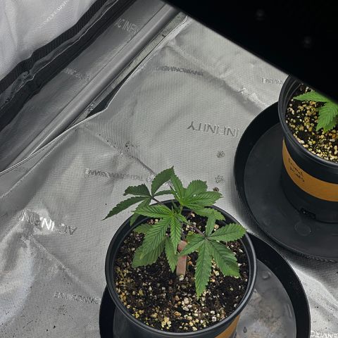 Sugar Cane growlog timeline photo