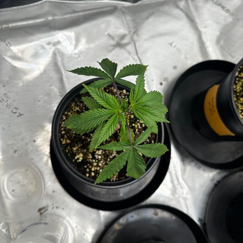 Sugar Cane growlog timeline photo