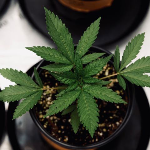 Animal mints growlog timeline photo