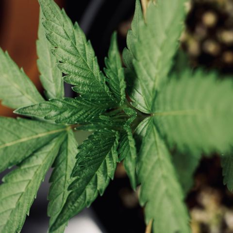 Animal mints growlog timeline photo