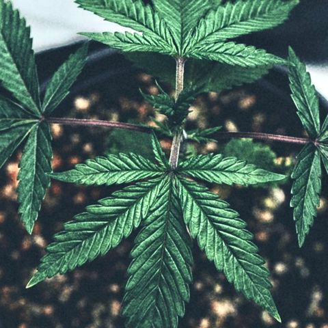Sugar Cane growlog timeline photo