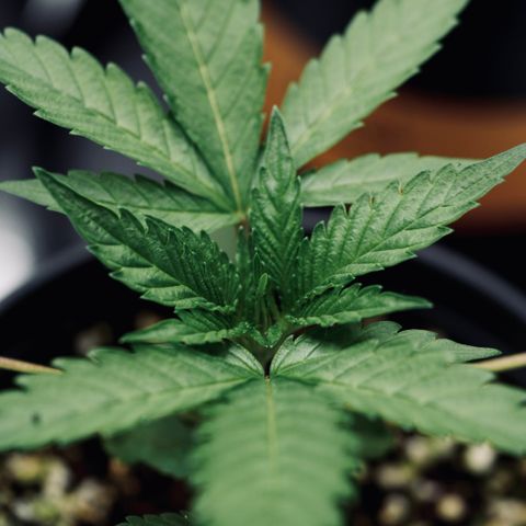 Animal mints growlog timeline photo