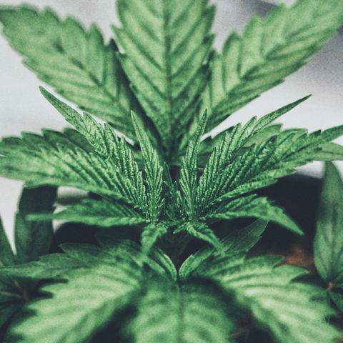 Animal mints growlog timeline photo