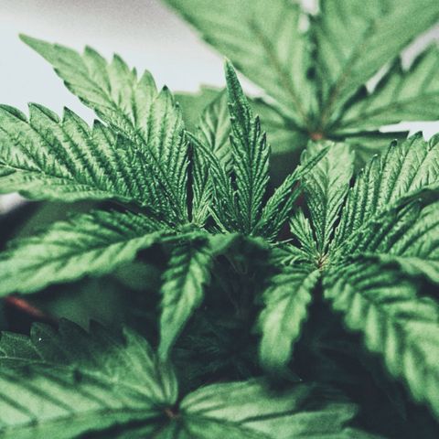 Animal mints growlog timeline photo