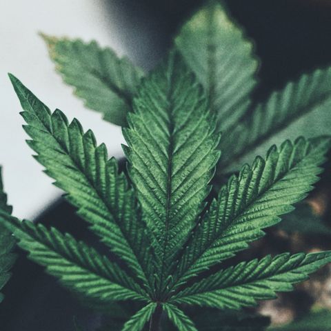 Sugar Cane growlog timeline photo