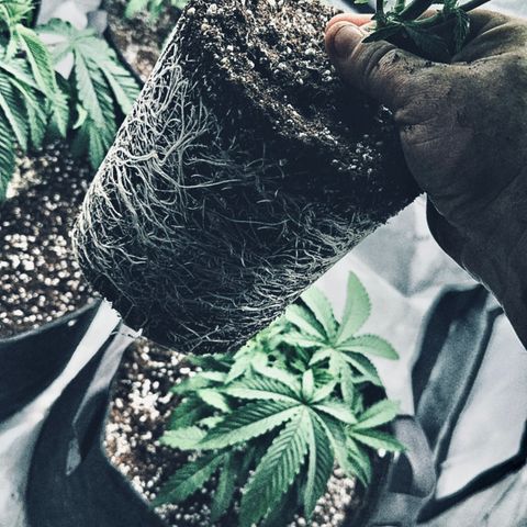Sugar Cane growlog timeline photo